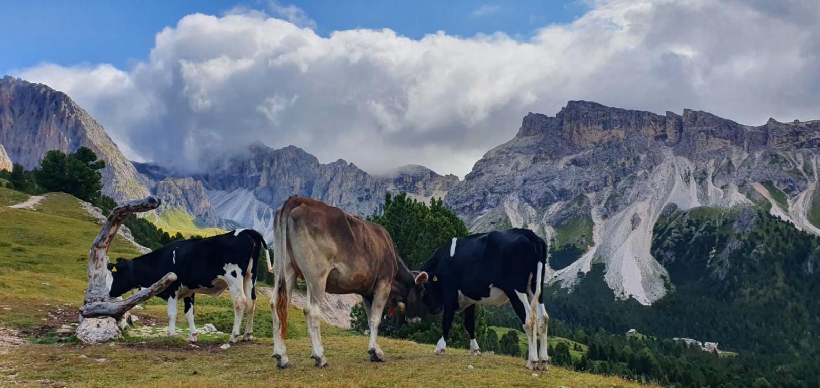 Garni Hotel Iris Selva di Val Gardena Exteriör bild